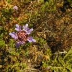 Scabiosa atropurpurea Цветок