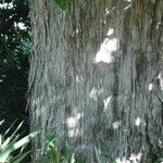 Dasyphyllum diacanthoides Kabuk