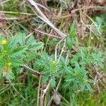 Potentilla thuringiaca पत्ता