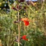 Salvia roemeriana Flor