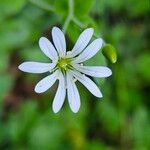 Stellaria nemorum Květ