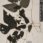 Cochlianthus gracilis Diğer