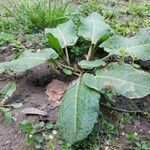 Rumex × acutus Habit