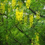 Laburnum anagyroides Fleur