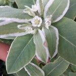 Euphorbia marginata Floro