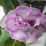 Sinningia speciosa Flor