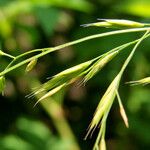 Festuca heterophylla മറ്റ്