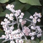 Anaphalis margaritacea 花