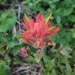 Castilleja miniataFlower