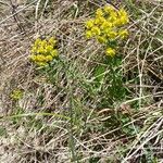 Euphorbia cyparissias Hábito
