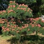 Albizia julibrissinFlor