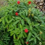 Rubus illecebrosus Фрукт