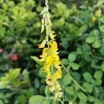 Crotalaria pallida Цвят