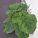 Abutilon theophrasti Blad