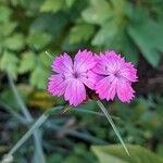 Dianthus carthusianorum 整株植物