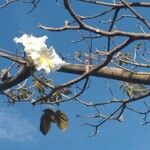 Tabebuia roseoalba Blüte