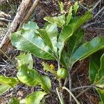 Crossosperma velutina Yeri