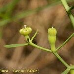 Thesium linophyllon Fruit