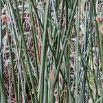Scirpoides holoschoenus Folha