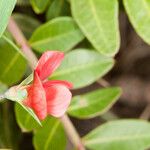 Lathyrus sphaericus Bloem