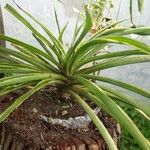 Yucca aloifolia 叶