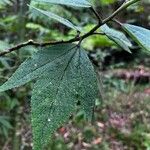 Hibiscus heterophyllus Fuelha