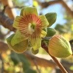 Sterculia rogersii Квітка