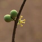 Pleiocarpa pycnantha Flower