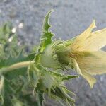 Mentzelia involucrata Flower