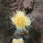 Syzygium cormiflorum Flower