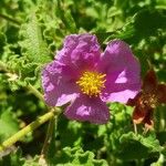 Cistus creticus Flower