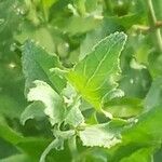 Atriplex sagittata Blad