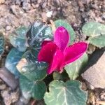 Cyclamen repandum 花