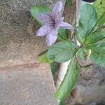 Ruellia tuberosa 果實