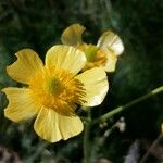 Ranunculus cortusifolius Çiçek