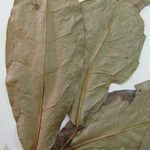 Anaxagorea brevipedicellata Leaf