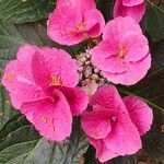 Hydrangea spp. Цветок