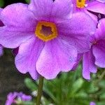 Primula bulleyana Flower