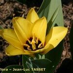 Tulipa fosteriana Λουλούδι