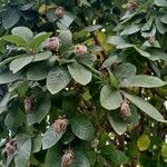 Dais cotinifolia Φύλλο