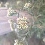 Pseudognaphalium undulatum Floro