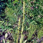 Platanthera dilatata Flor