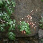 Cupaniopsis glabra