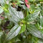 Delilia biflora Leaf