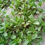 Polygonum cognatum Hoja
