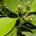 Psychotria panamensis Leaf