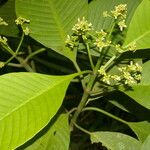 Psychotria panamensis Ліст