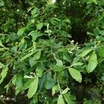 Salix atrocinerea Лист