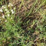 Galium glaucum Habit