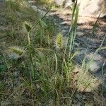 Cynosurus echinatus Libunga
